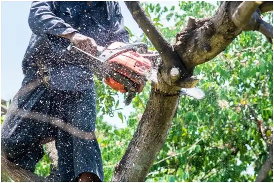 tree services Stoddard